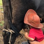 leite da vaca